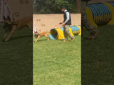 Agility Training with Schmoo #agility #shorts #doglover #malinois