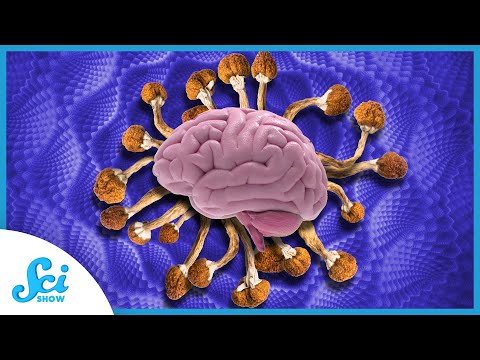 Your Brain on Psilocybin