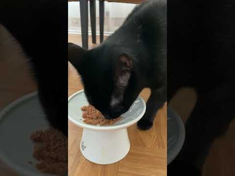 I love feeding our kitties with these food bowls!