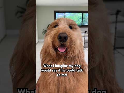 What I imagine my dog would say if he could talk to me! #goldendoodle #cutedog #dogdad