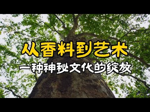 闻香悟道：沉香如何塑造我们的生活和心灵