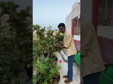 First harvest of rose guava 🫶🪴.