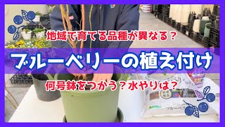 【園芸】基礎知識〜植え付けまで徹底解説 ブルーベリー栽培を始めよう！