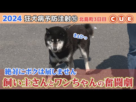 2024狂犬病予防注射　北島町でひっそり行われたワンコたちの戦い⑩