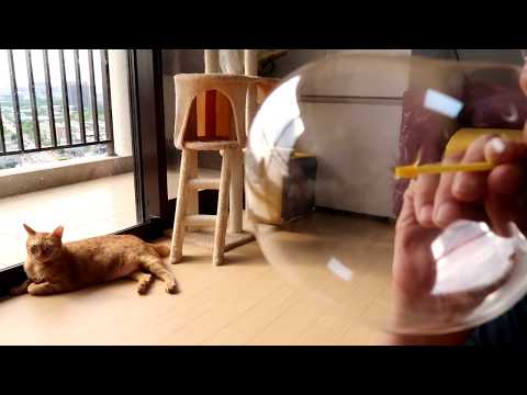 跟貓咪玩太空泡泡？ Playing With Cats