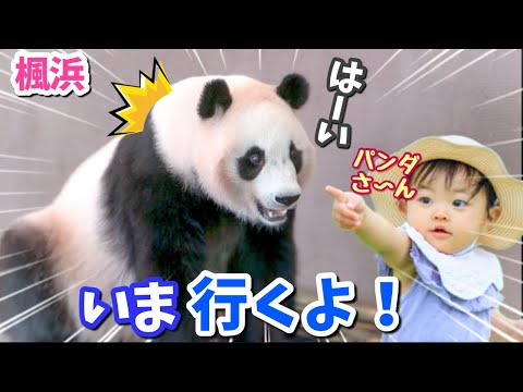 【パンダアイドル楓浜】ふうひんの魔法🐼子供たちがパンダに夢中になる瞬間！