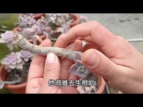 朋友多肉棚转让了，送来一批紫乐，收拾下顺眼多了。