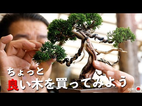 If you look at this, you will know how to make a slightly expensive Shinkashiwa. [Bonsai Q]