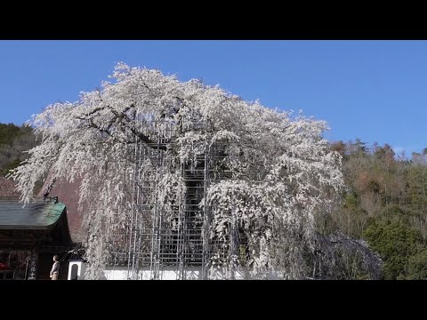 光福寺の大糸桜