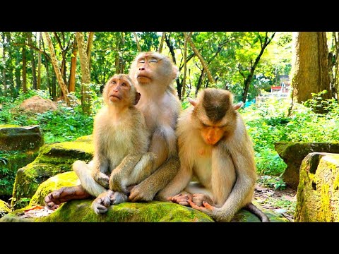 Tiny Monkey Rainbow helping grooming to Pregnant Mom Libby because Libby needs to take care of her.