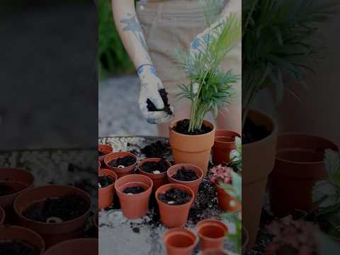 Gardening में मिट्टी का सही चयन कैसे करें 🌱 | Best soil for home gardening | #shorts #shortsvideo