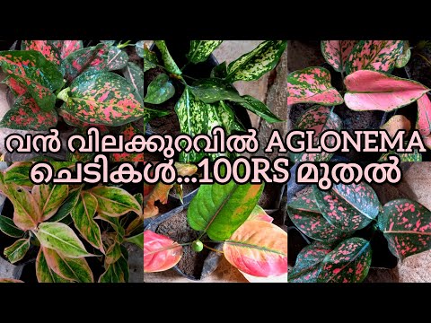 Aglonema ചെടികള്‍വൻ വിലക്കുറവിൽ Offer sale..100rs മുതല്‍!!💯💯