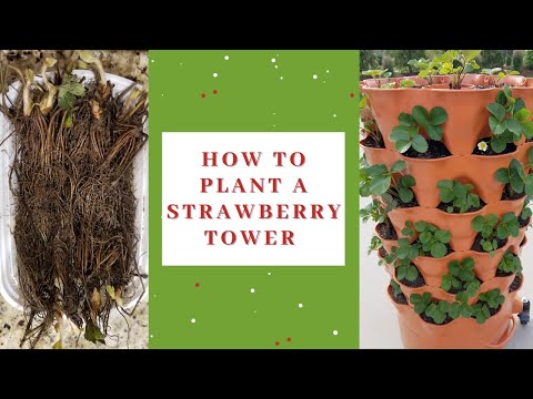 How to plant bare root strawberries - creating a strawberry tower