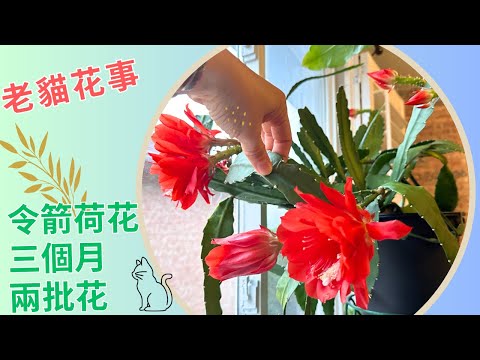 老貓花事 ——一盆令箭荷花三個月開兩批花