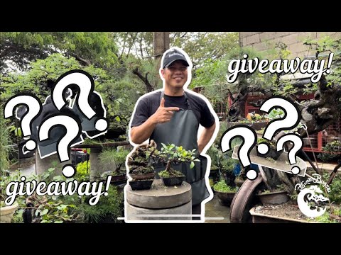 FICUS OBLIQUA (DWARF) GIVEAWAY!!!!