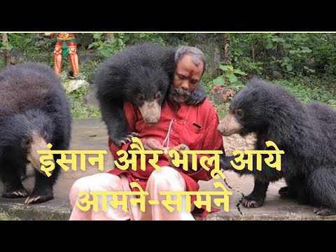 क्या हुआ जब आमने सामने आये इंसान और भालू ।| chhattisgarh | mahasamund | Alkarha vlogger