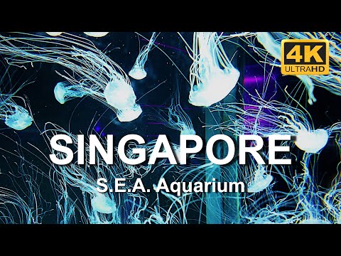 S.E.A. Aquarium Singapore 2024 | Resorts World Sentosa | Sentosa Island | 4K HDR Walking Video