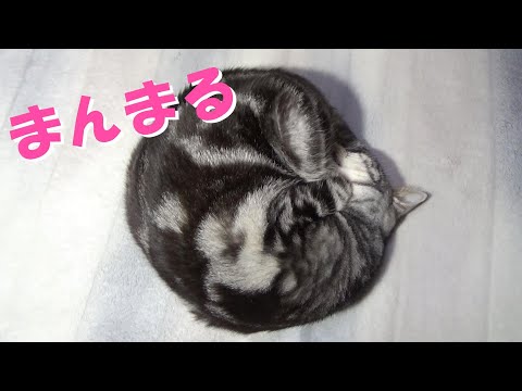 ２月の猫はま～んまるっ（ニャンモナイトアメショー）