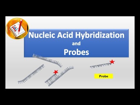 Nucleic Acid Hybridization and Probes