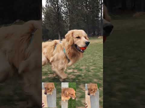 #cachorros #goldenretriever #adoteumanimal #youtubeshorts