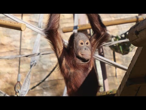 Loki was not feeling well for a while, but now he is feeling better. 　Tama Zoo Orangutan 202412