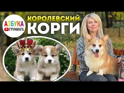 Королевский КОРГИ - линька, уход за шерстью, содержание. Все о породе