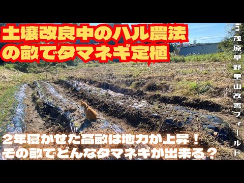 土壌改良中のハル農法の畝でタマネギ定植【里山再生・土壌改善・開拓型農業アクティビティ里山体験受付中】