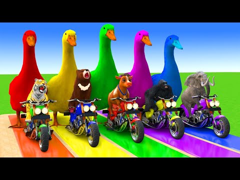 5 Giant Duck Cartoon,Cow,Elephant,Tiger,Lion,Dinosaur,Paint Wild Animals Crossing Fountain Animation