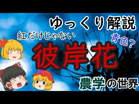 【ゆっくり解説】農学の世界・彼岸花～青い彼岸花の作り方（理論編）～