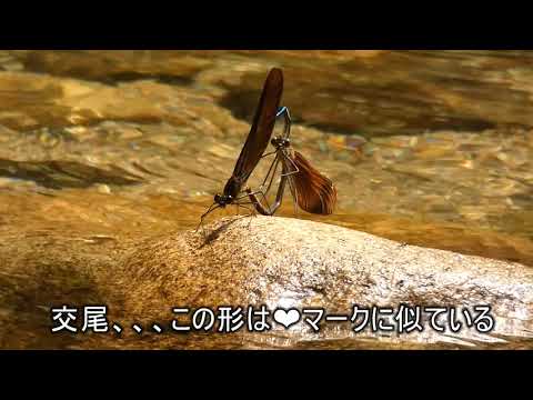 [4K] ミヤマカワトンボ水中でも生きられる？