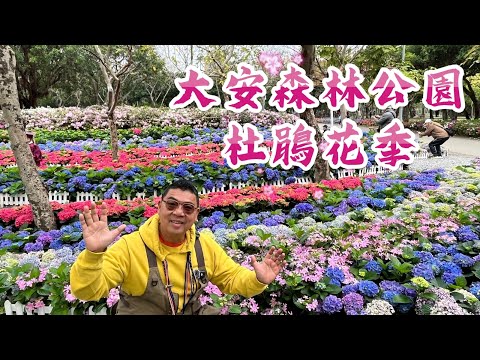 大安森林公園 杜鵑花季 滿滿的杜鵑花 與 繡球花盛開 太幸福了！, Superrobertliu