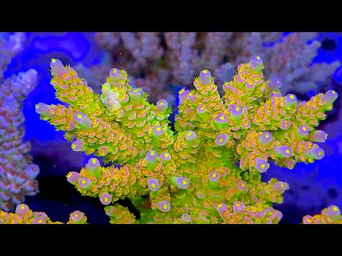 10 Best Acropora COLONIES at the Top Shelf Aquatics Coral Farm