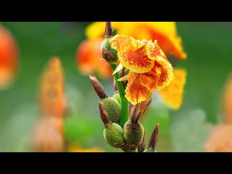 Plant This Now or Regret Forever: The Magic of Canna Lilies