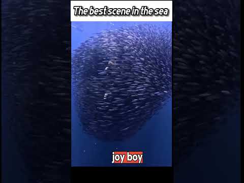 The best scene in the sea