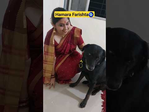 Comment down for your 'Farishta'♥️🧿 #viral #youtubeshorts #ytshorts #doglover #labrador #dogshorts