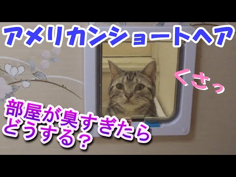 部屋が臭すぎたらどうする？臭いに敏感　（アメリカンショートヘア）