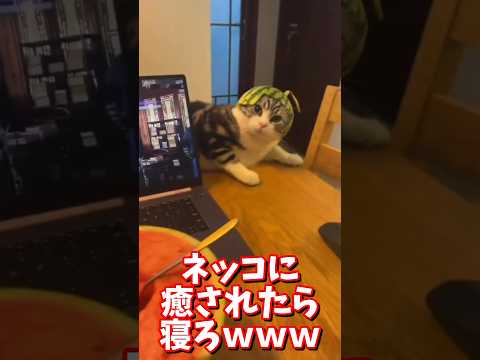 ネッコの動画で癒されたら寝ろｗｗｗ　#2ch #2chまとめ 動物スレ #2ch面白いスレ #動物 #犬 #猫 #癒やし #ねこ動画