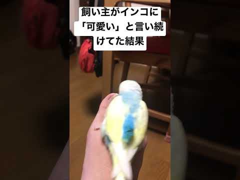 飼い主がインコに「可愛い」と言い続けてた結果が…www #shorts #セキセイインコ #budgie #かわいい #すいちゃん