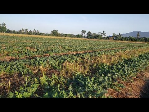 Kunting kaalaman sa pagtatanim ng watermelon. #watermelon #magsasaka #buhayprobinsya