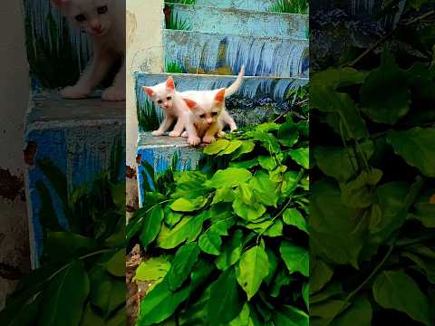 Little kitten jumped from stairs finally #funny #catlovers #cute #satisfyingvideo