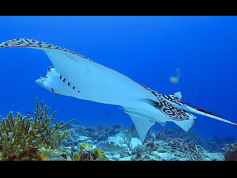 COME DIVE WITH ME IN COZUMEL, MEXICO 2022 - 60 minutes underwater relaxation video