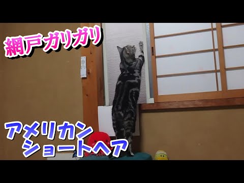 猫さんの爪とぎ　網戸ガリガリ（アメリカンショートヘア）