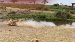 lion fails to catch the spring bok.