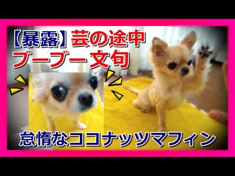 【暴露⚡】芸の途中ブーブー文句💦を言う怠惰な犬🐶ココナッツマフィン~Chihuahua complains with the pig's cry when doing tricks🐾