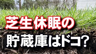 芝生休眠の貯蔵庫はドコ？ 成功する芝張りのタイミングとは？