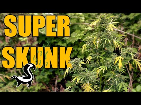 Super Skunk Automatic Guerilla Grow