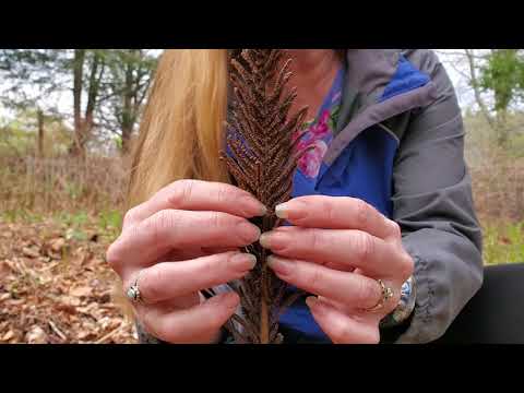 Ostrich Fern Fiddlehead Foraging