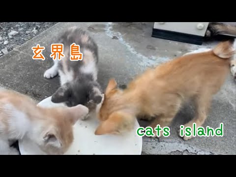 三毛猫母さん子育て中　チュールだけは、子供にゆずれない母猫Calico cat mother raising a child【玄海島】【夏休み2024】【猫島巡り】