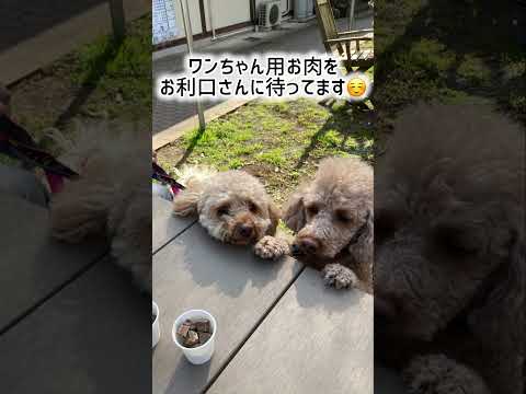 寄（やどりぎ）ふれあいドッグランに行って来ました！ #トイプー多頭飼い #dog #トイプードル #犬のいる暮らし #vlog #ペット  #多頭飼い #デカプー