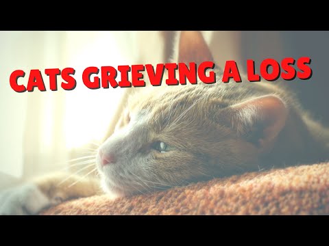 Helping Cats Grieve A Loss | Two Crazy Cat Ladies